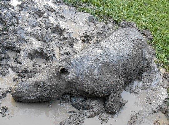 iman-rinoceronte-sumatra