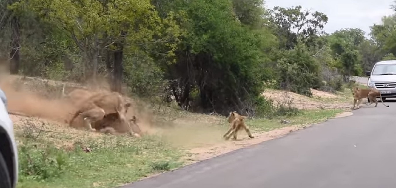 kruger-antilope-leoni-