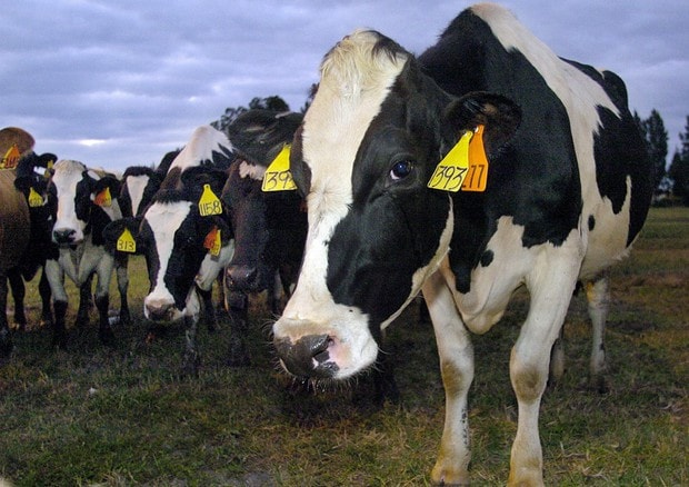 cina-stop-bando-carne-italiana