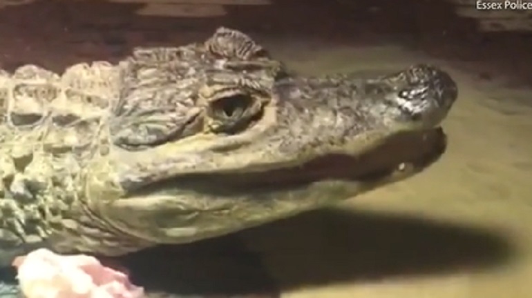 Il coccodrillo trovato dalla polizia
