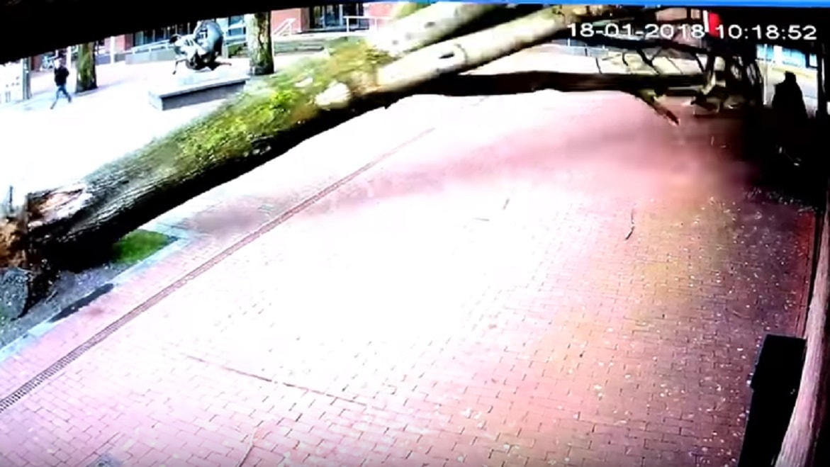 albero-cade-passeggino