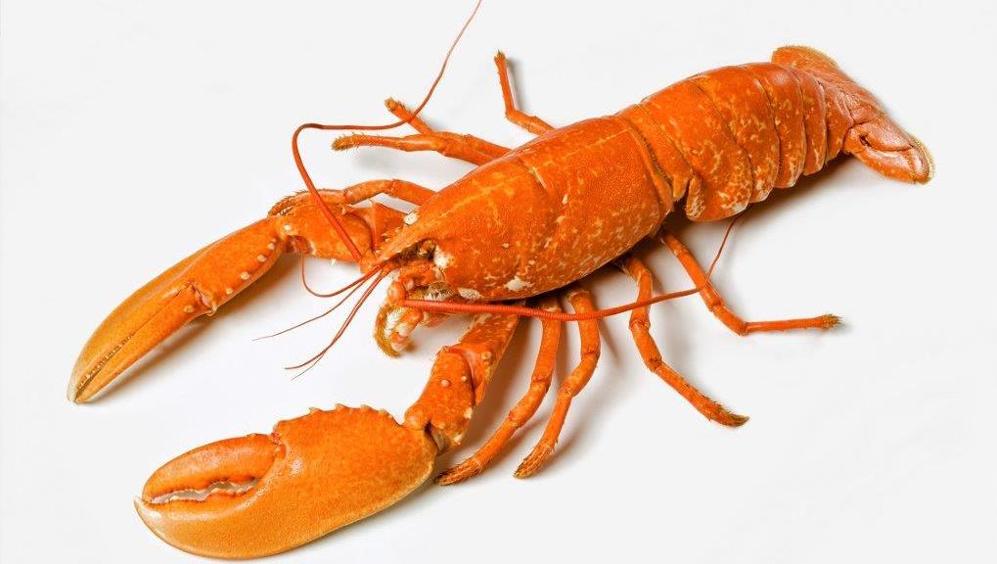 aragoste-vietato-bollirle-vive