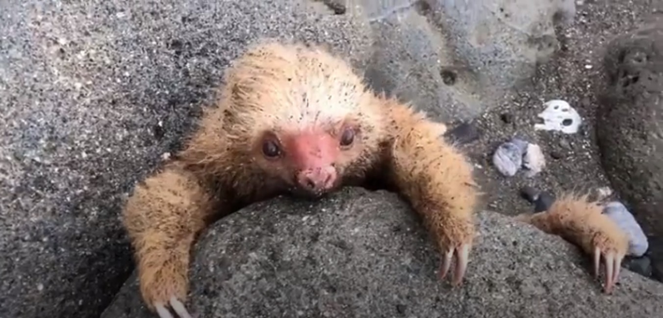 bradipo-parole-dolci