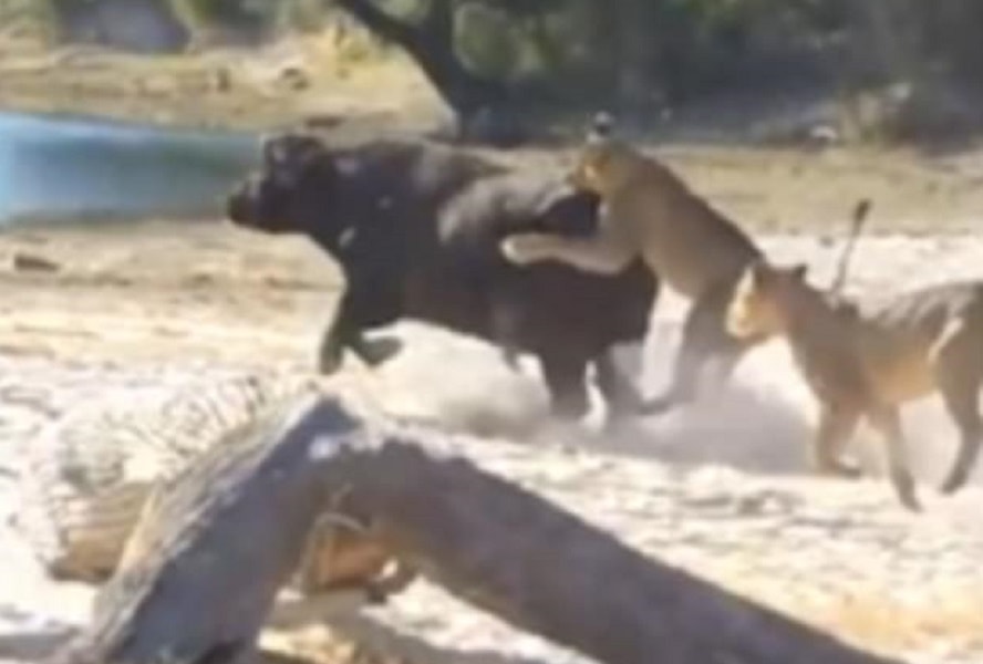 bufalo-aggredito-leoni-foto