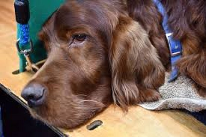 La sentenza della Cassazione contro il collare antiabbaio per i cani