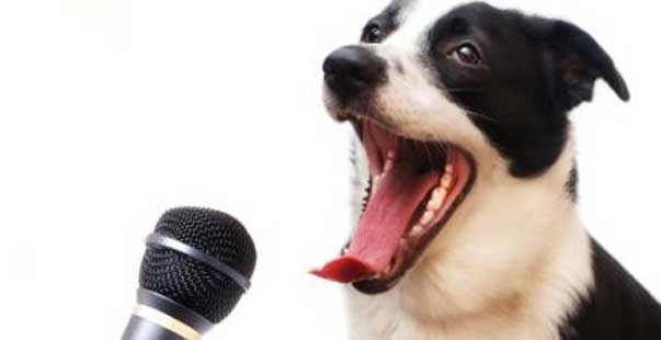 Un biologo sta mettendo a punto un traduttore per capire cosa ci 'dicono' i cani