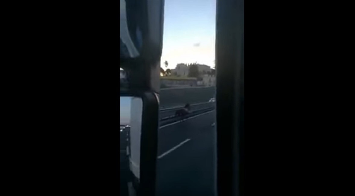 cavallo-immagine-pezzo