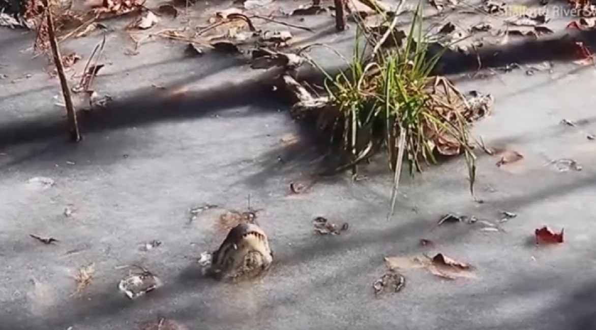 coccodrillo-ghiaccio-sopravviere