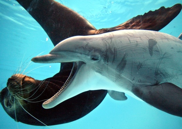 delfinario-nuoto-ansa-foto