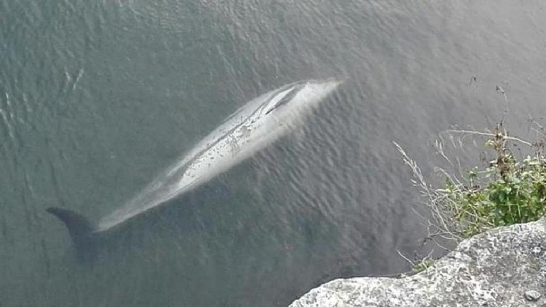 genova-delfino-morbillo