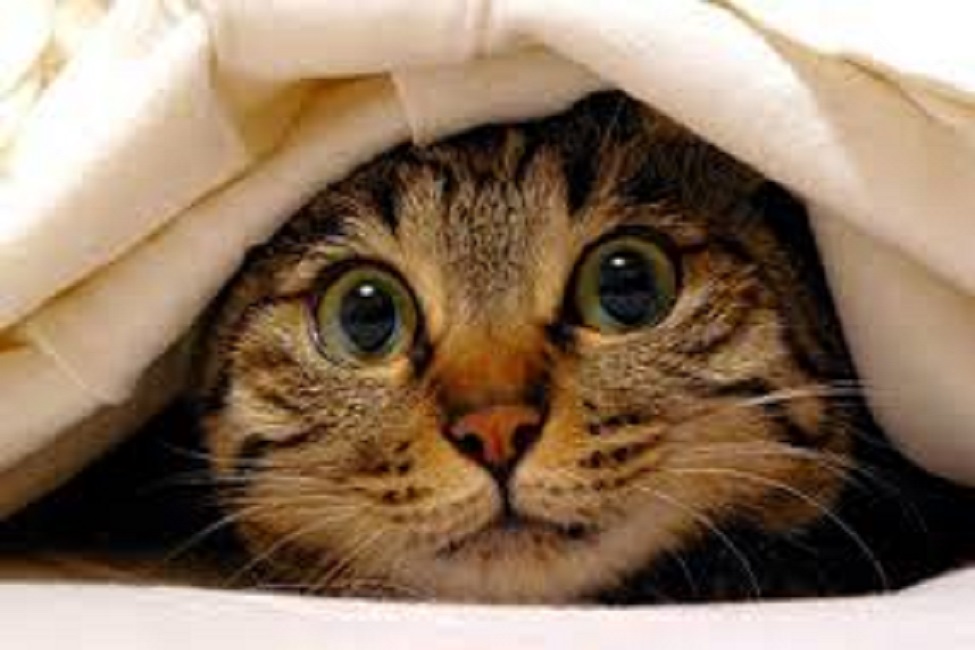 Serial-killer-gatti-londra