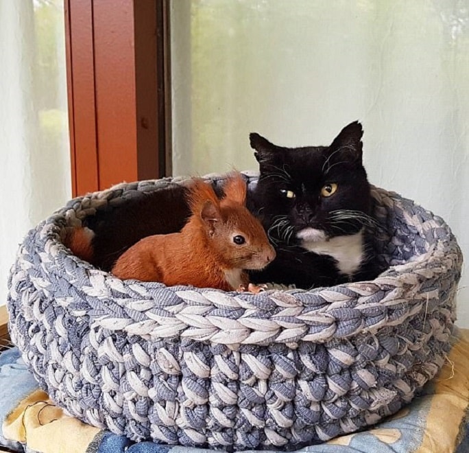 gatto-scoiattolo-danimarca