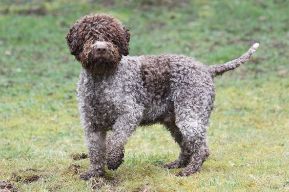 bimba-azzannata-cane