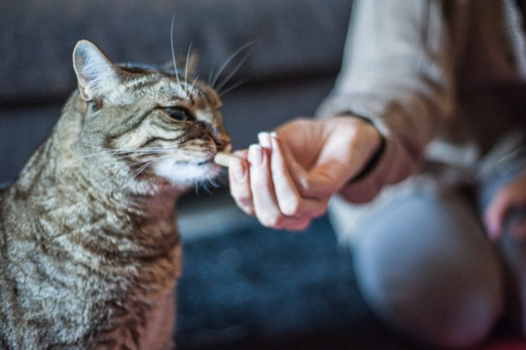 Qualche consiglio per dare le medicine a cani e gatti