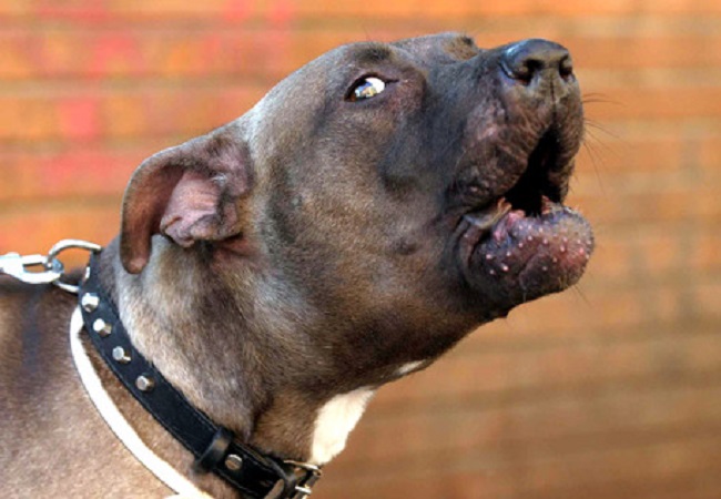 porto-darmi-animali-m5s