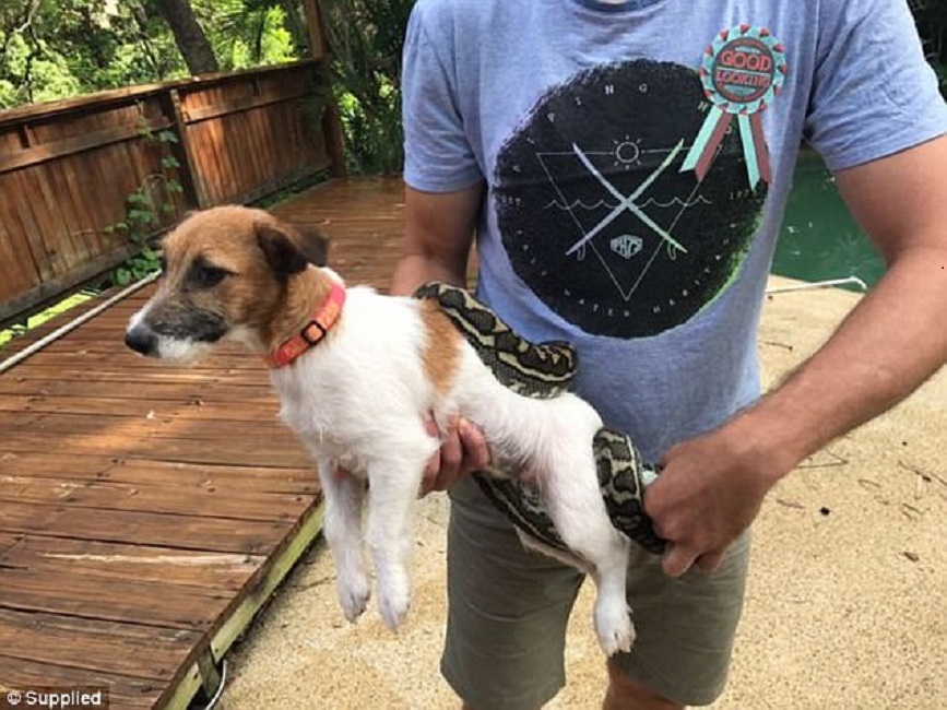 Pitone-divora-cane-01