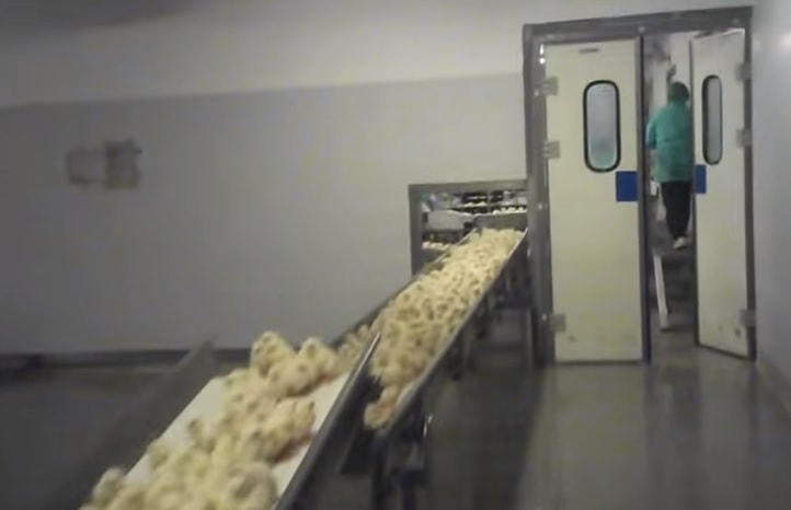 pulcini tritati vivi