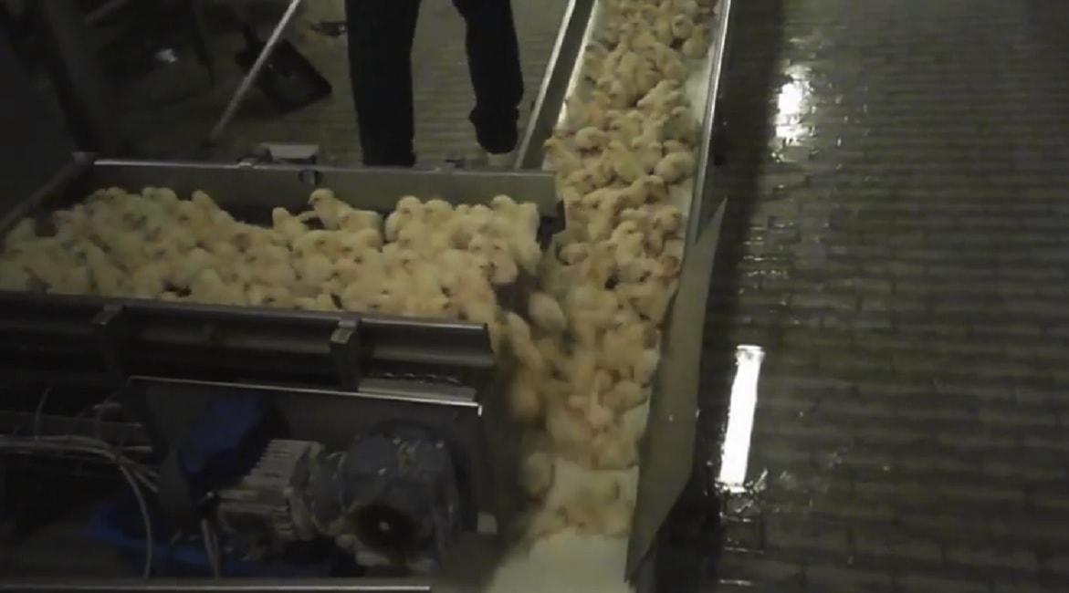 YOUTUBE Pulcini tritati vivi e schiacciati: il video di Essere Animali