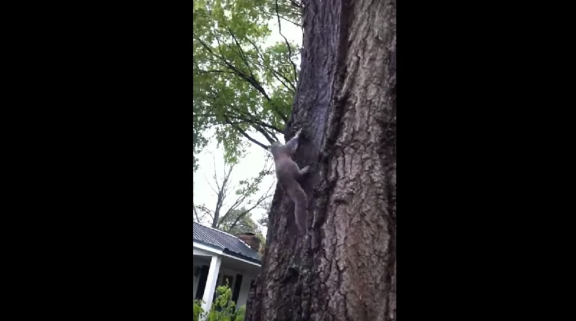 scoiattolo-albero-gatto