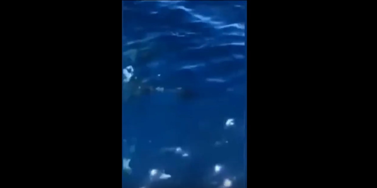 squali-mare-australia-