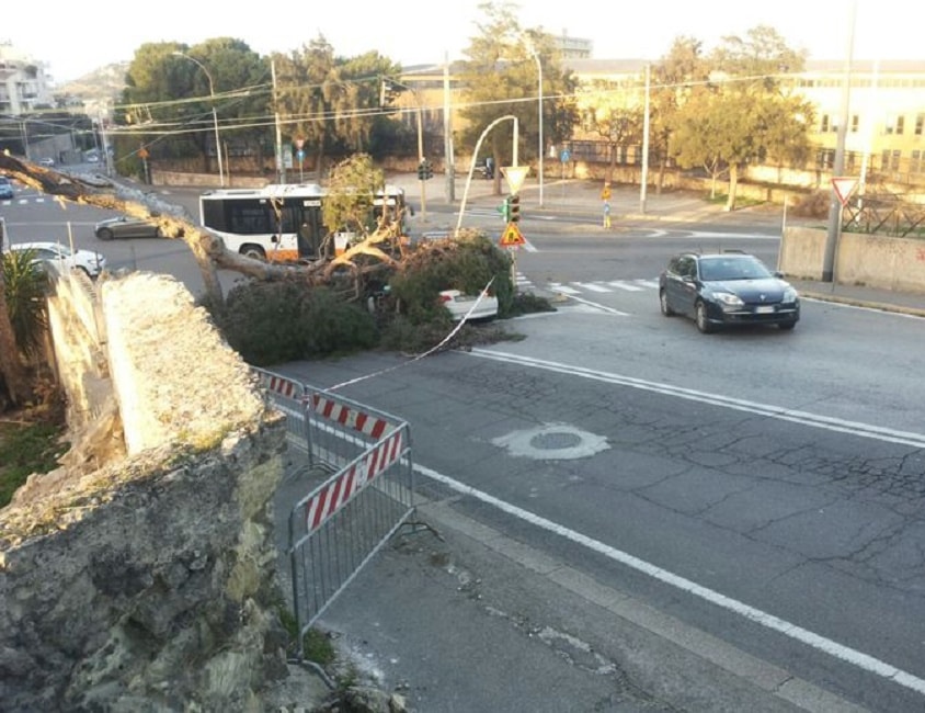 strada-albero-caduto