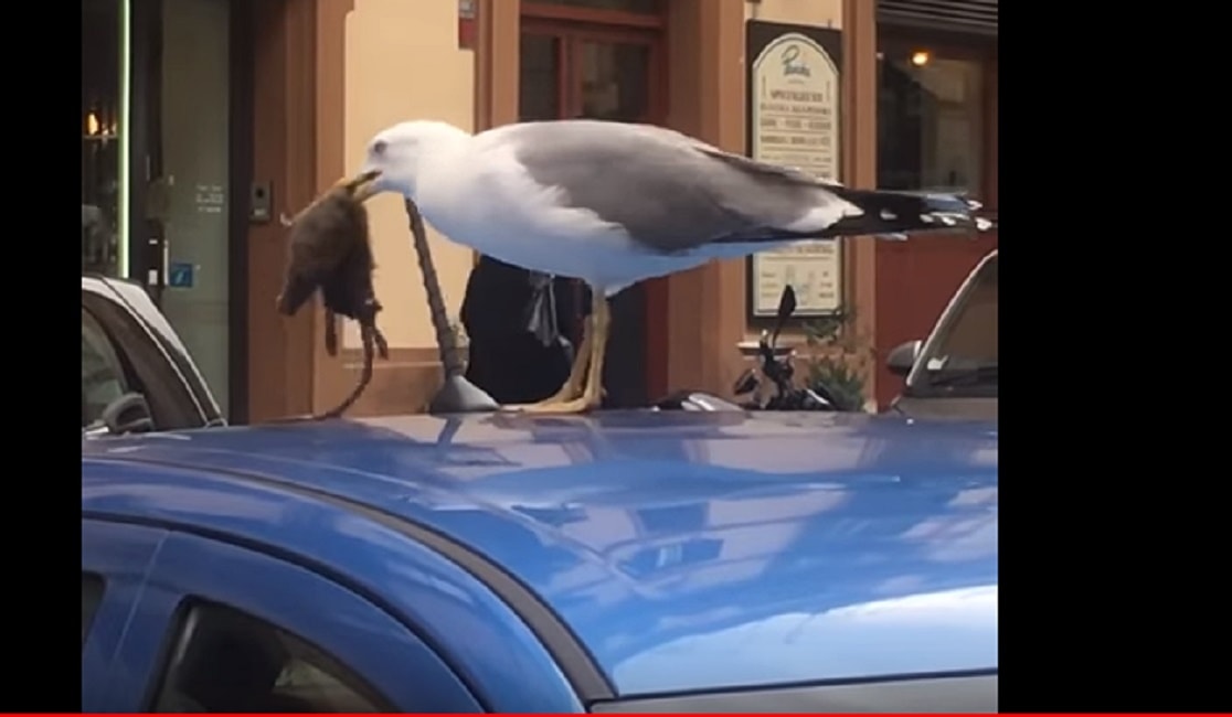 Roma, gabbiano divora topo su tetto di un'auto a piazza Fiume