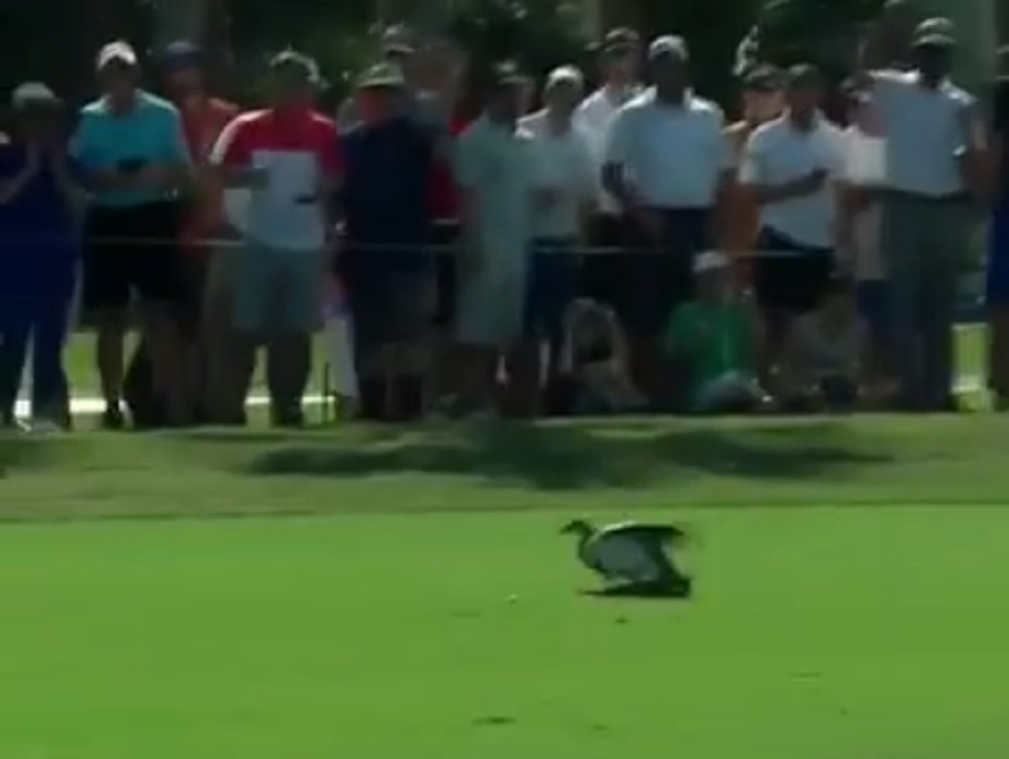 Tiger Woods, un'anatra gli impedisce la buca