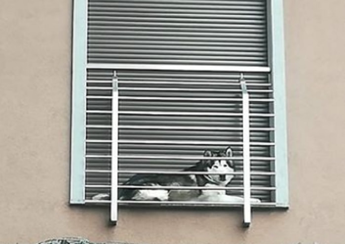 Milano cane husky rinchiuso nel micro balcone