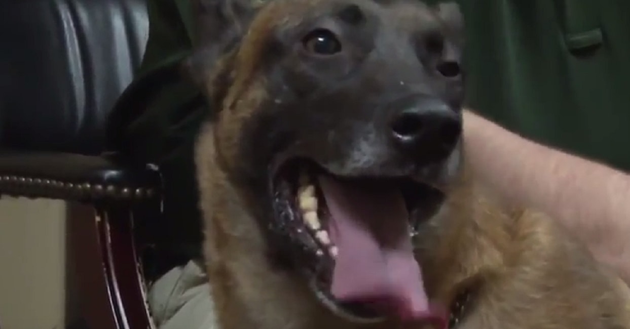 Cane poliziotto verrà soppresso per malattia