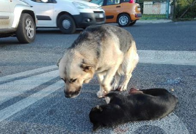 Vercelli: sette cagnolini chiusi in valigia, 2 uomini denunciati per maltrattamenti