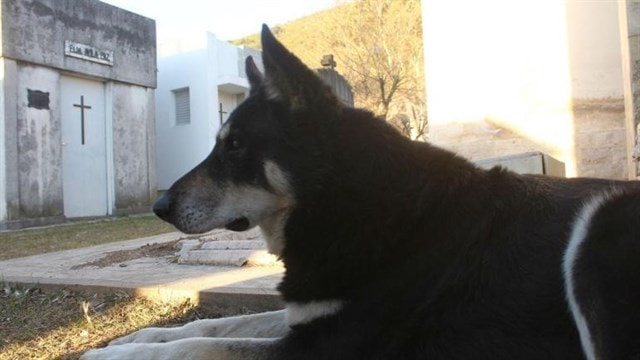 Capitan, il cane che ha vegliato per dieci anni la tomba del padrone
