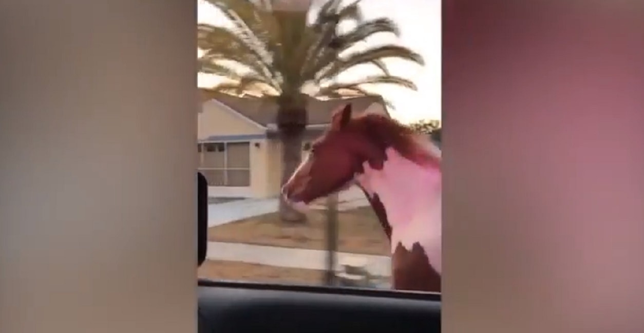 Poliziotti "guidano" cavallo scappato e lo riportano alla proprietaria