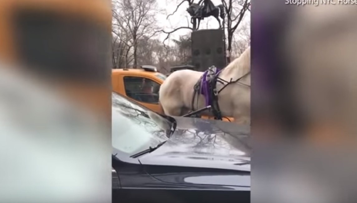 Cavallo spaventato da ombrello corre tra auto danneggiandole: tre feriti a New York