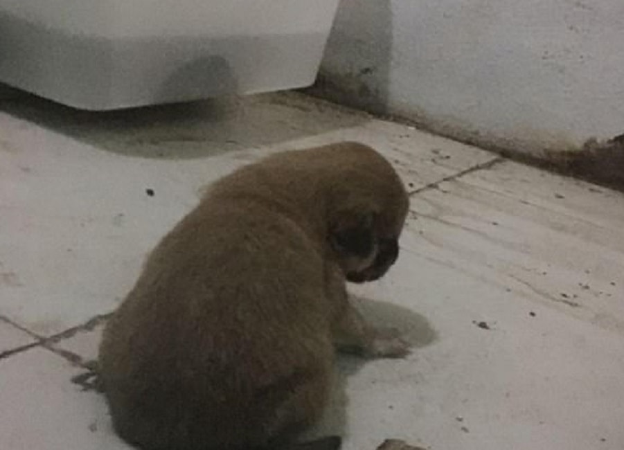 Cuccioli di cane dati in pasto ai serpenti: l'orrore in uno zoo della Cina