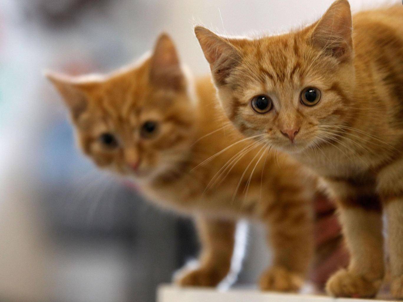 E' stato preso il "killer di gatti di Croydon"