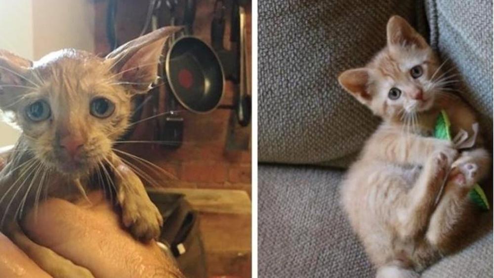 gattino salvato zeus