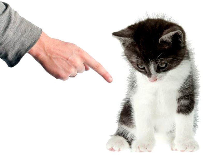 I consigli per educare i gatti