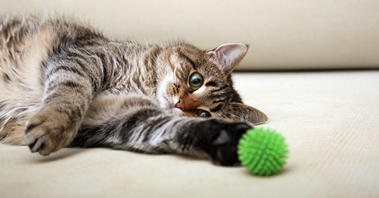 Gatto, 6 segnali per capire se sta bene