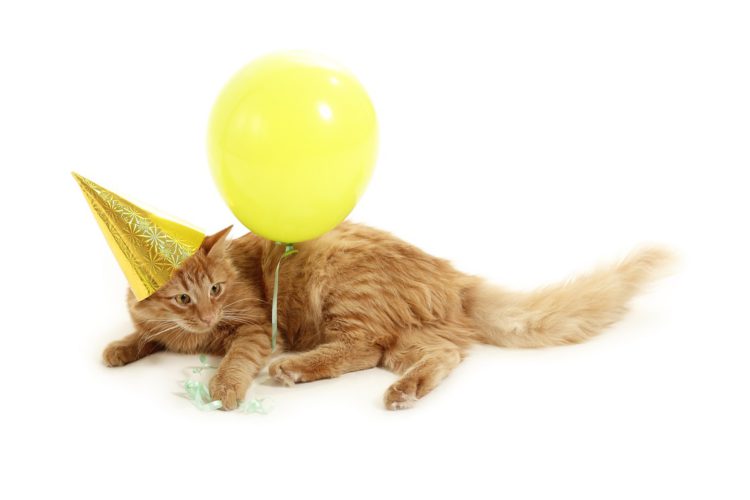 Si celebra il 17 febbraio la festa del gatto