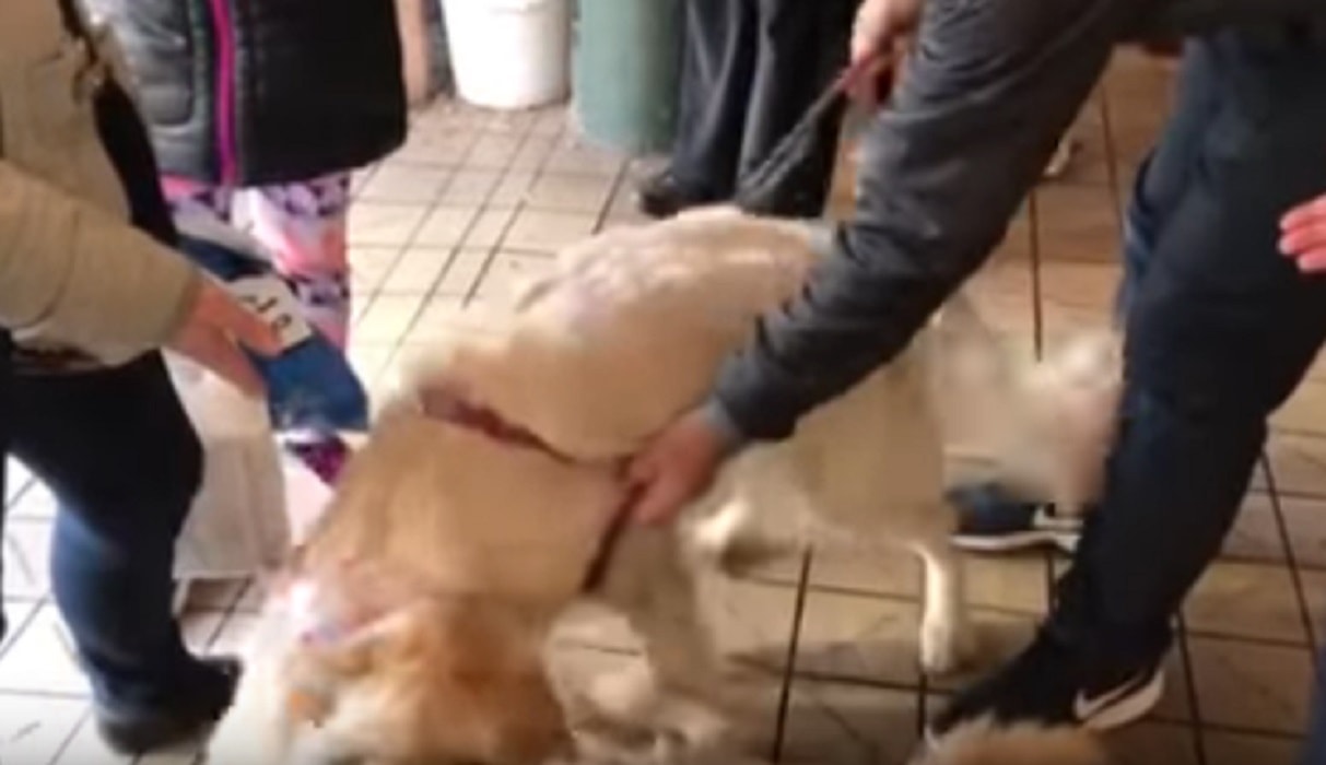 Golden retriever fratelli si incontrano per caso: ecco cosa fanno