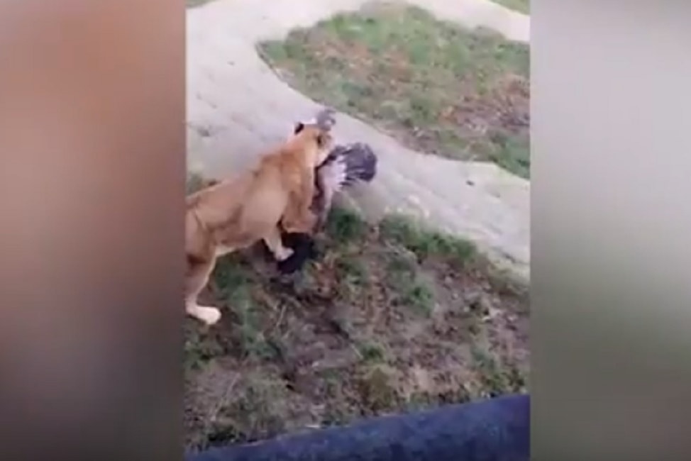 Avvoltoio intrappolato nella rete dello zoo: sbranato da due leonesse