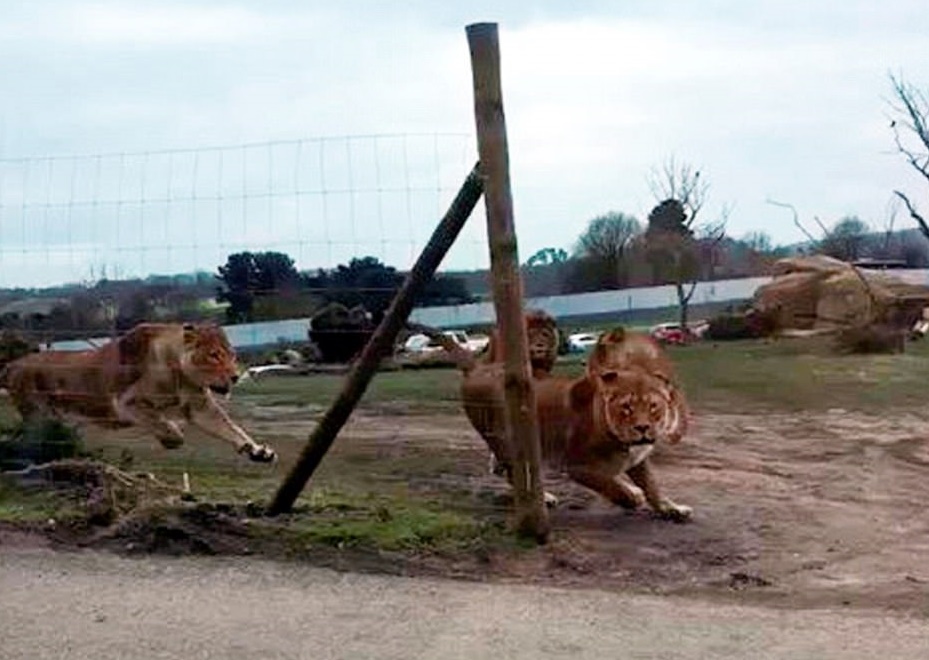Leoni attaccano auto nel safari: a bordo due donne e due bambini