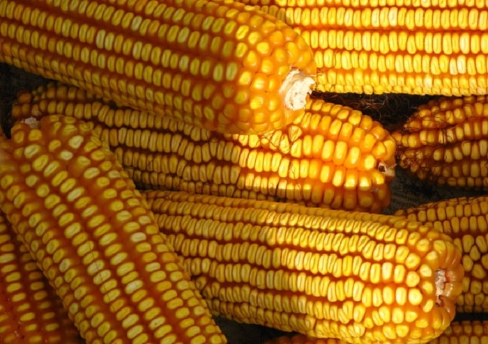 Mais ogm non fa male a salute, lo provano 11.700 test in 21 anni