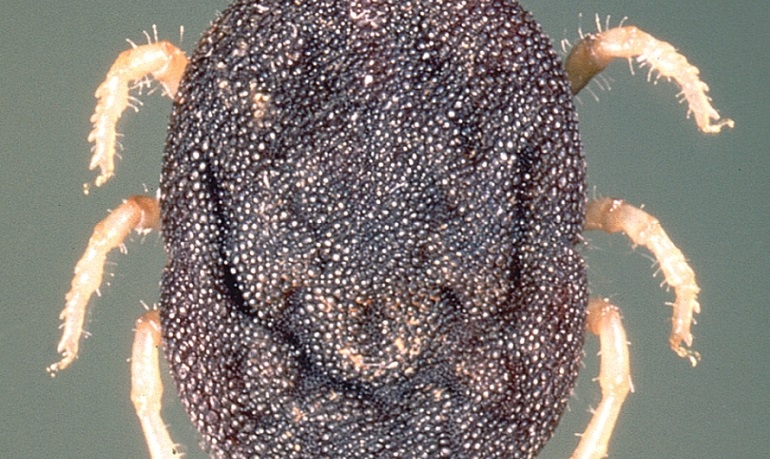 Il virus noto come la "malattia della Foresta di Kyasanur''