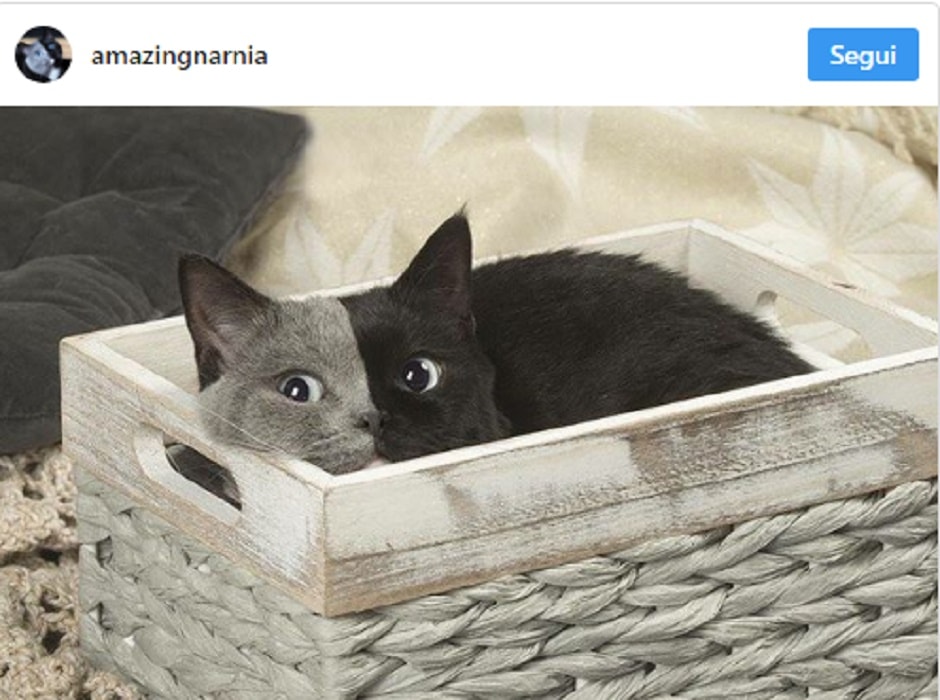 Narnia, la gatta "chimera" col muso di due colori