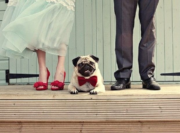 Arrivano gli abiti di nozze per cani e gatti