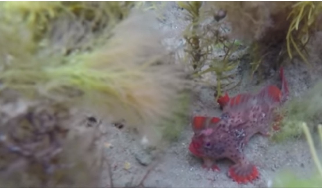 I pesci rossi che camminano sul fondo usando le branchie come mani