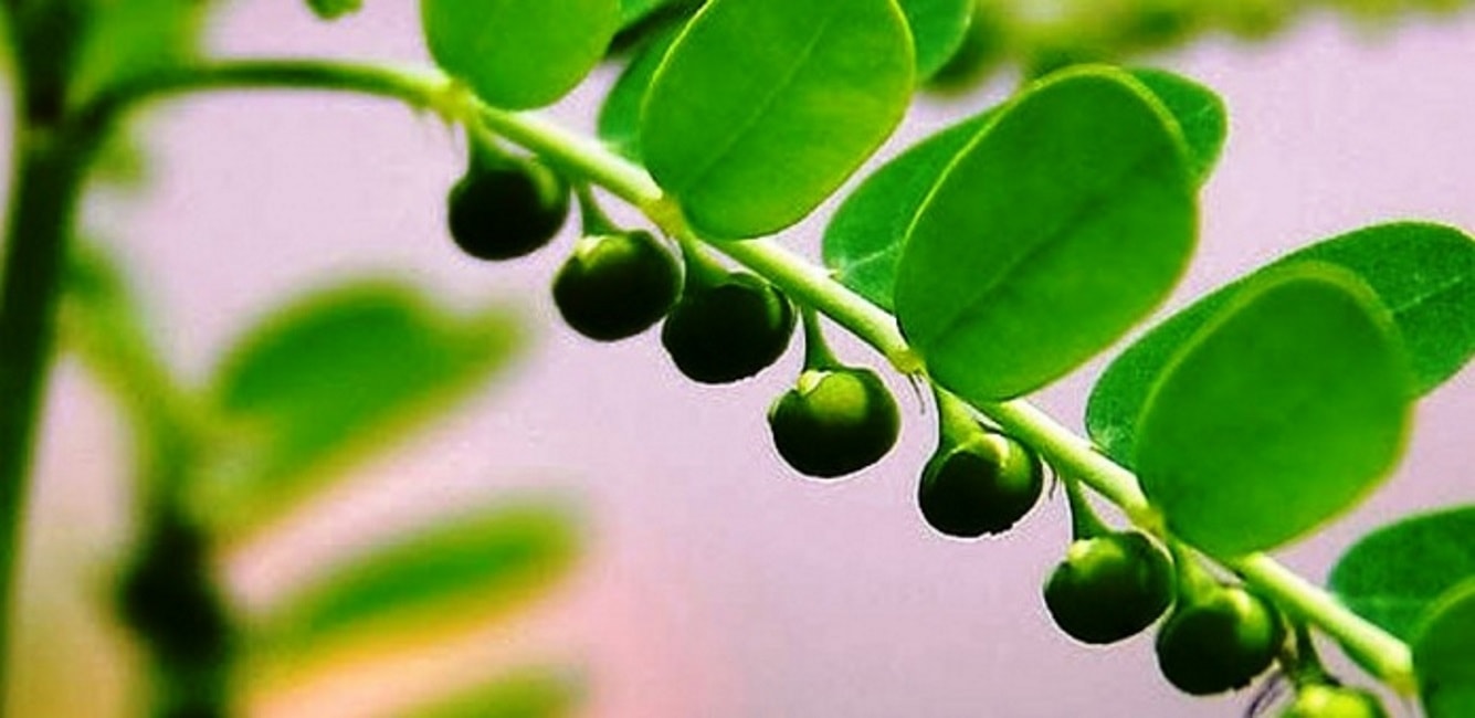 Calcoli renali, la pianta spacca pietre li scioglie con un bicchier d'acqua