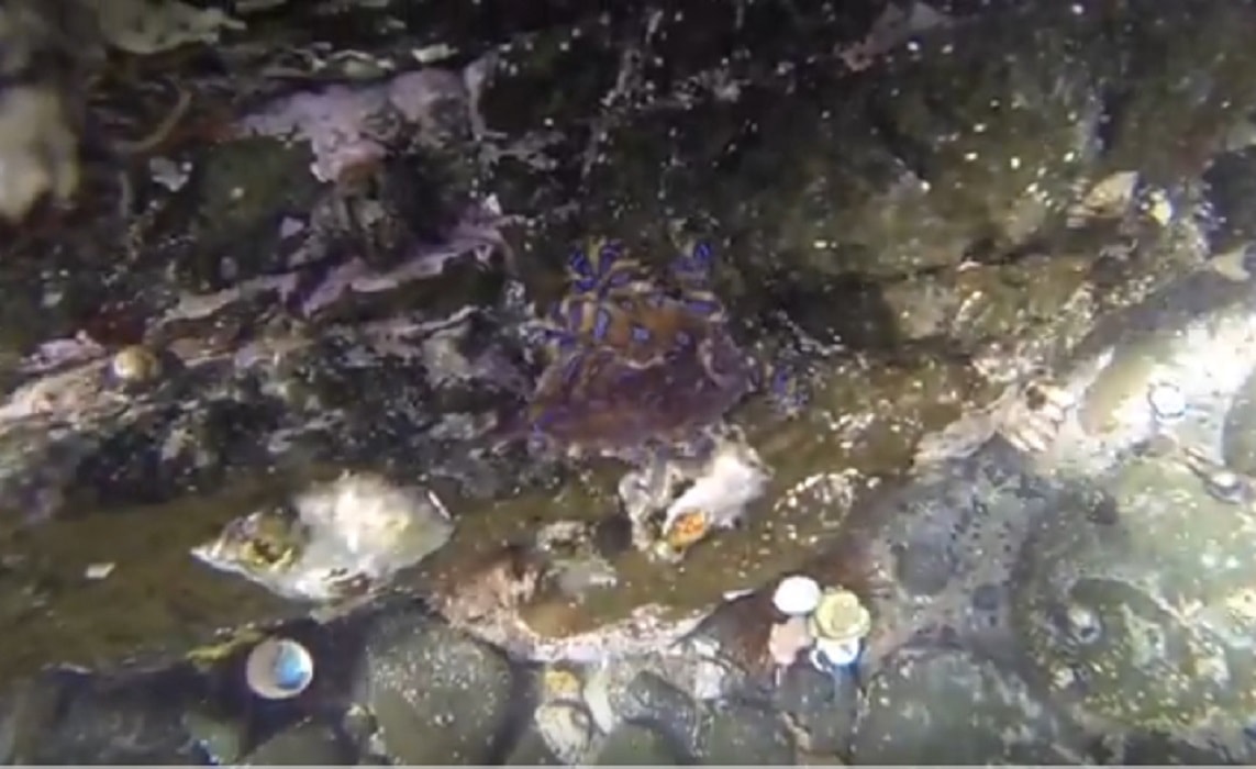 Polpo da anelli blu è velenoso e provoca la morte: in Australia nuota vicino ai bagnanti