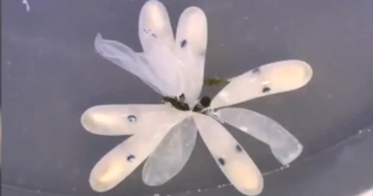 Sembra un fiore, ma è la nascita di un polpo